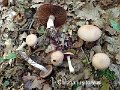 Cortinarius torvus-amf641-1